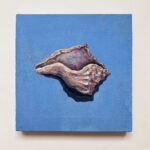 açık mavi bir arka plan üzerinde bir deniz kabuğu